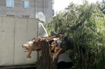 На "Газель" рухнуло старое дерево