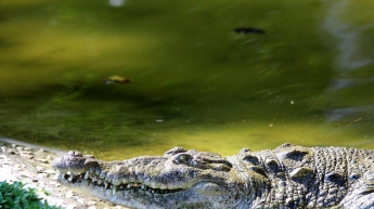 Мужчина упал в бассейн с крокодилами (видео)