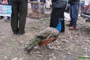 Мелитопольцев приглашают на выставку-ярмарку птиц
