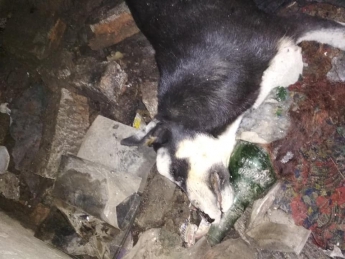 В Запорожье щенят зверски забили кирпичами (ФОТО)