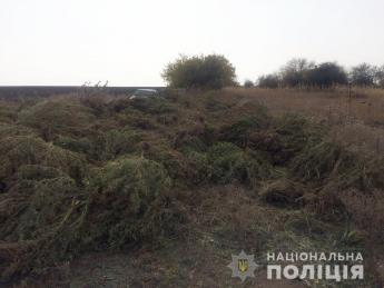 Мелитопольские полицейские вместе с СБУ обнаружили схрон боеприпасов и наркоплантацию