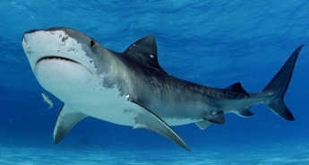 Пощечина акуле: рассказ выжившего после нападения хищника
