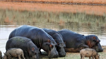 Массовое истребление: в Замбии убьют тысячи бегемотов