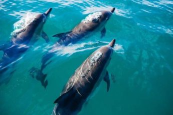 ''Есть риск заразиться'': Супрун рассказала правду о дельфинах