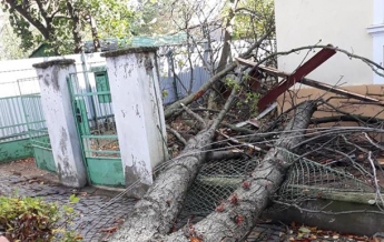 В Ужгороде сильный ветер повалил деревья