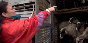 В порту Черноморска в муках погибают триста голодных овец из-за бюрократии (Видео)