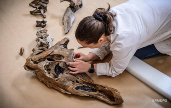 В Китае на стройке случайно нашли кости динозавров (видео)