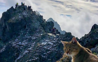 Альпиниста на вершине горы встретил домашний кот (фото)