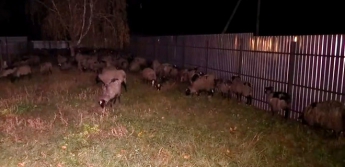 Фуру с овцами разгрузили в Тульчине: большая часть выжила