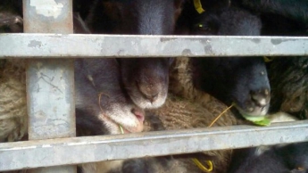 В Тульчине разгрузили фуру с овцами – несколько десятков животных погибло