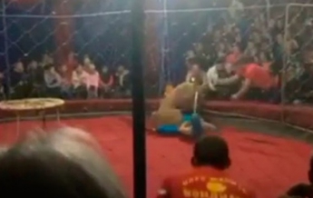 В России львица напала на ребенка в цирке (видео)