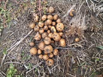 Курьезы. В Запорожской области в конце октября уродил картофель (фото)