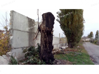 В Мелитополе соседи «заложили» дровосеков, спиливших аварийное дерево (видео, фото)