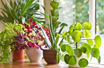 Що зробити, щоб улюблені кімнатні рослини цілий рік були зеленими, красивими та буяли в цвітінні?