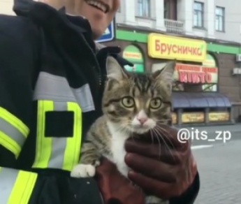 В Запорожье спасли кота, застрявшего в ливнёвке (Видео)