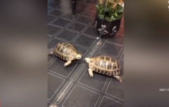 Драку черепахи с "врагом" в зеркале сняли на видео