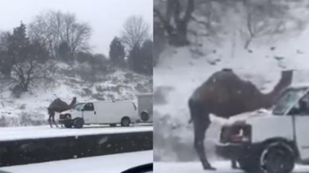 Верблюд оказался в плену снежного шторма (видео)