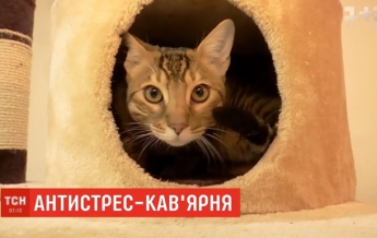 В Днепре открыли антистресс-кофейню с котами (видео)