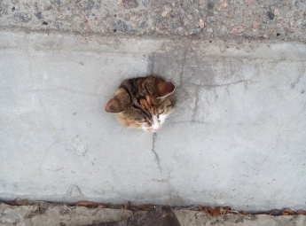 В Запорожье голова кота торчит из стены дома