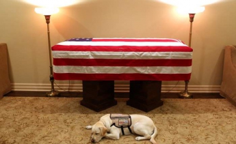 Лабрадор Джорджа Буша-старшего долго лежал рядом с гробом покойного (видео)