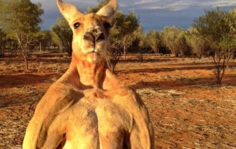 Умер "самый известный в мире" кенгуру (фото)