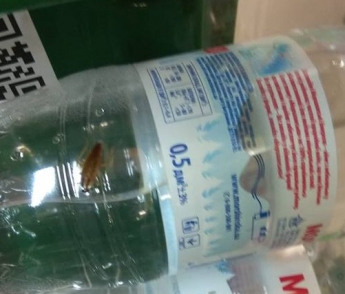 «Прусак-Стасик»: в одном из запорожских супермаркетов заметили таракана (фото)