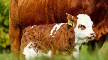 Самый маленький теленок в мире покорил пользователей сети (фото)