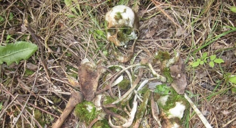 В посадке под Мелитополем нашли скелет человека