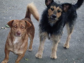 В Мелитополе жители многоэтажки хотят убить пса, укусившего девушку