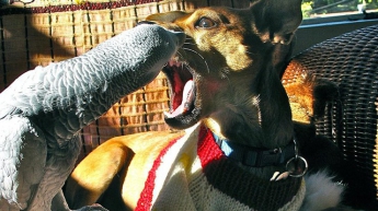 Битва попугая и собаки за игрушку насмешила сеть (видео)