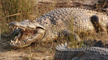 В желудке крокодила нашли останки девушки и рыбака