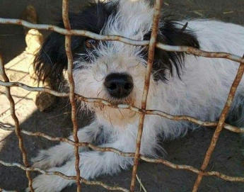 В Мелитополе ищут собаку со сложной судьбой (фото)