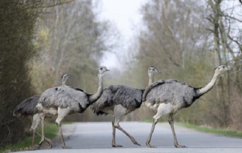 В Германии расплодились экзотические птицы нанду
