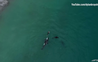 Редкое видео: семья касаток поплавала с пловчихой (видео)