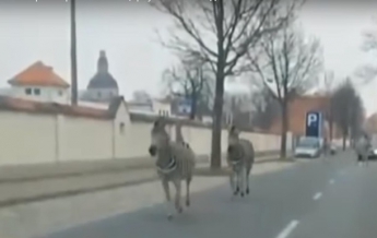 В Дрездене из цирка сбежали четыре зебры