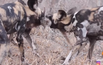 Жадно терзающие добычу гиены попали на видео