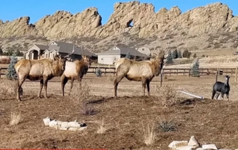 В США овца присоединилась к стаду оленей (видео)