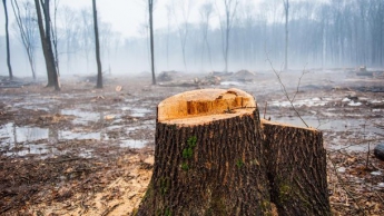 Во Львовской области на глазах у отца дерево убило молодого парня