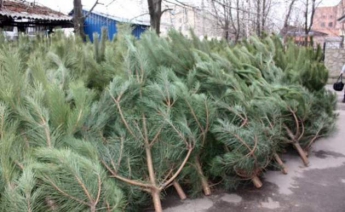 В Украине могут запретить продавать елки