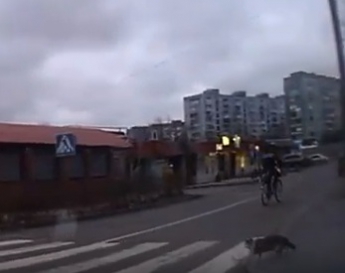 Кот в Мелитополе поразил знанием правил дорожного движения (видео)