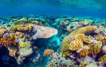 Подводный робот помогает кораллам размножаться
