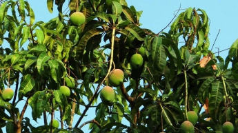 Медики раскрыли удивительное свойство манго