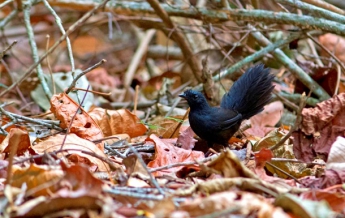 Самую редкую в мире птицу нашли в Бразилии