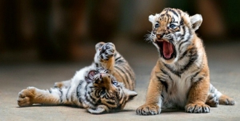В зоопарке Запорожской области трое тигрят остались без мамы (ВИДЕО)