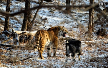 Изнасиловал козла, затем съел его: тигр устроил дикий трэш в зоопарке