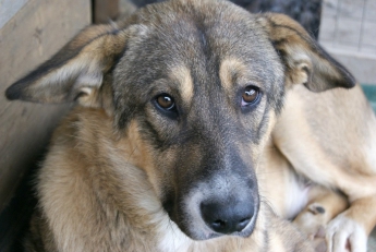 Мелитопольцы спасли жизнь собаке, которую хотели съесть