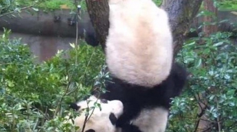 Панды устроили драку за дерево (видео)