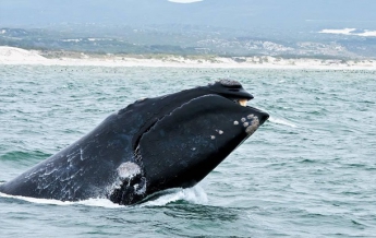 Детеныш вымирающего кита замечен впервые за два года