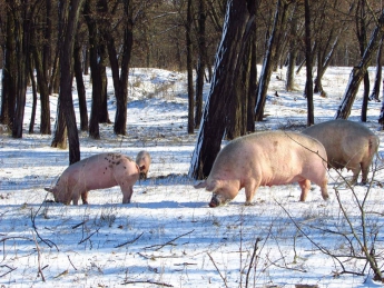 Курьезы. По лесопарку разгуливает выводок свиней, выманивая угощение (фото)
