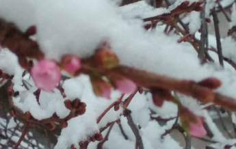 В Мукачево под снегом зацвела сакура (фото)